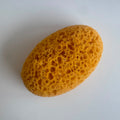 Esponja de Algas