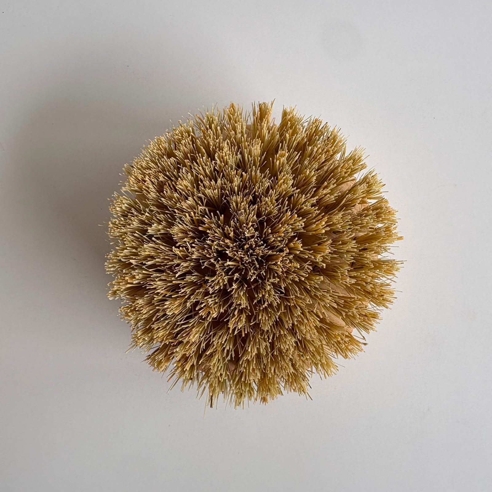 Cepillo Corporal Lechuguilla (redondo)